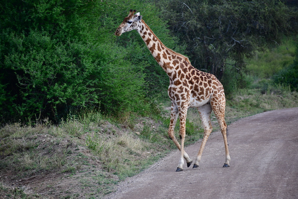 Nairobi National Park